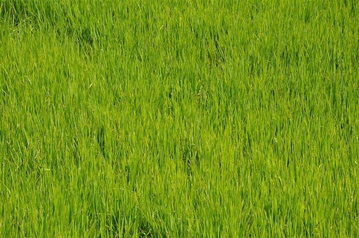 青草与阳光的照片 菜鸟图库
