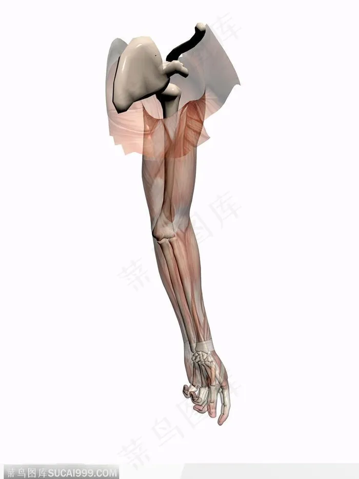 人体肌肉骨骼-手臂肌肉骨骼模型