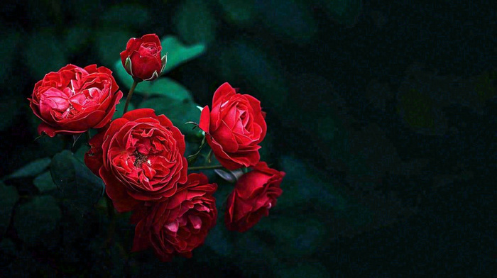 红玫瑰鲜花艳丽，花朵暗黑摄影图
