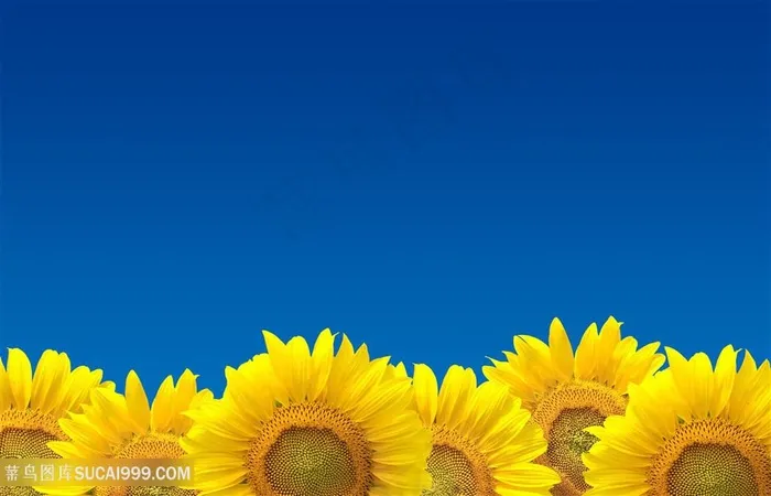 高清蓝天向日葵背景图片