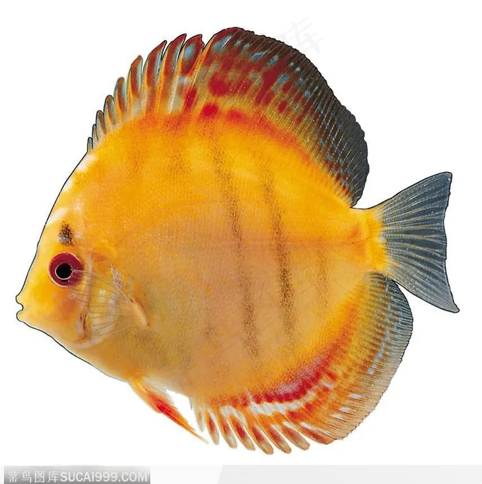 热带鱼标本（黄色鱼）