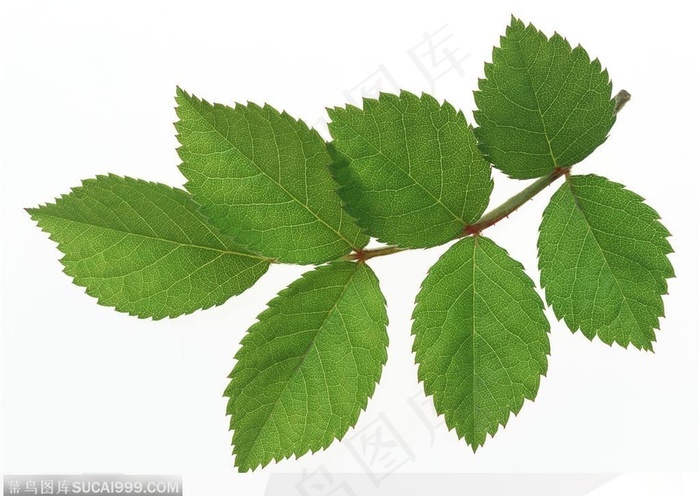 漂亮树叶嫩绿的树叶