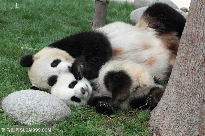 抱在一起的大熊猫图片