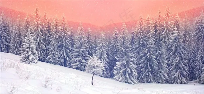 美丽的森林雪景风景图片