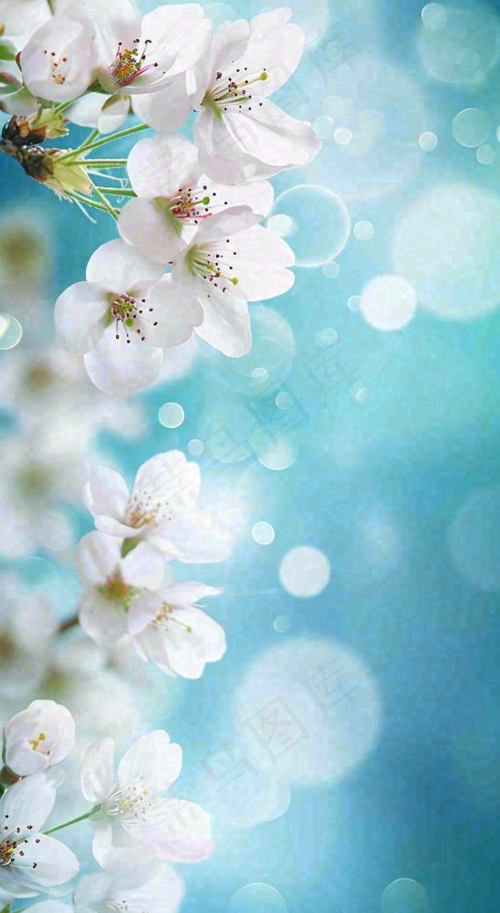 春天浪漫白色樱花花朵，立春春分摄影图