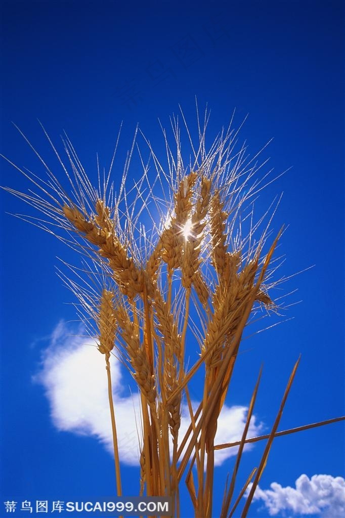 农作物蓝天白云下的一束麦穗特写