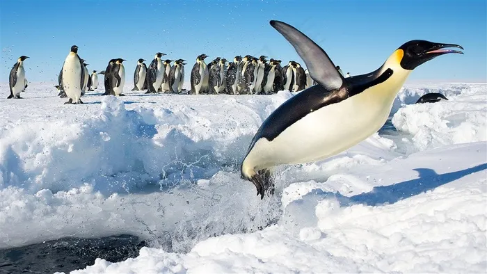 一群可爱的企鹅