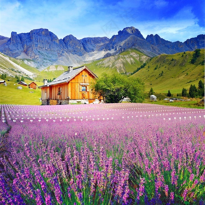花海唯美图片风景 菜鸟图库 花海唯美图片风景 菜鸟图库