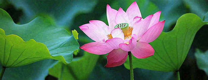 夏天荷花荷花池荷叶，处暑小暑大暑夏至立夏摄影图