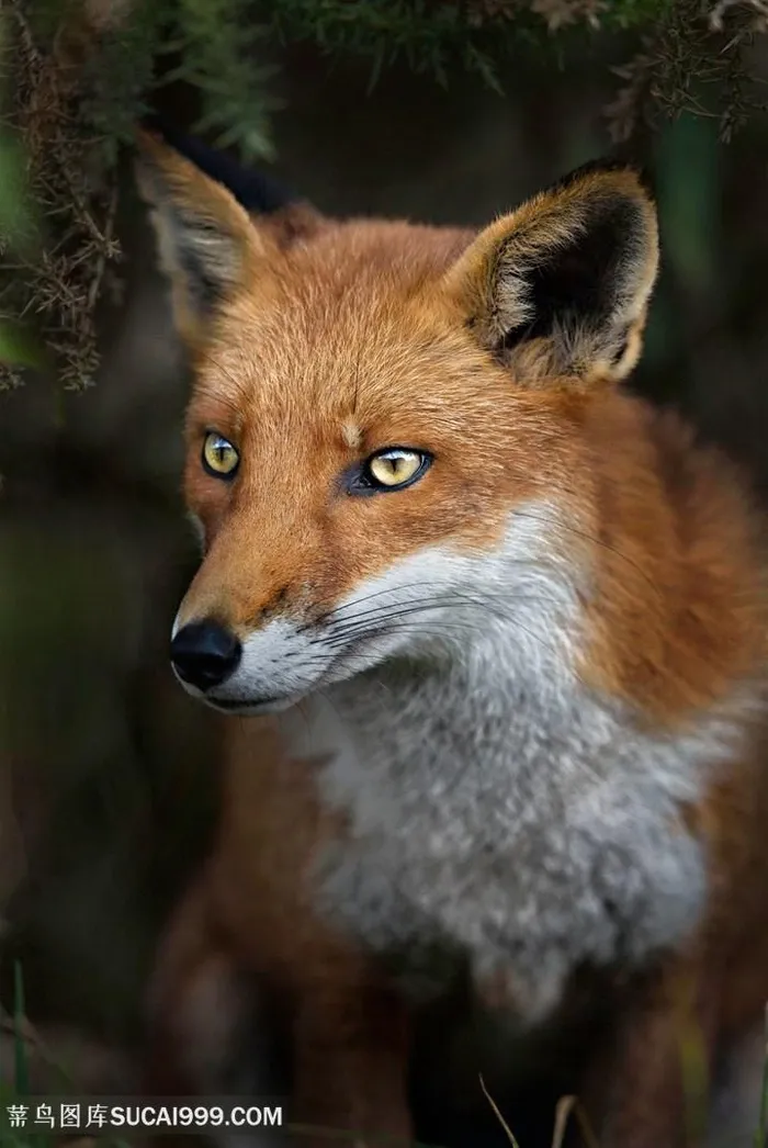 高清眼神凌冽的狐狸摄影图片动物大全