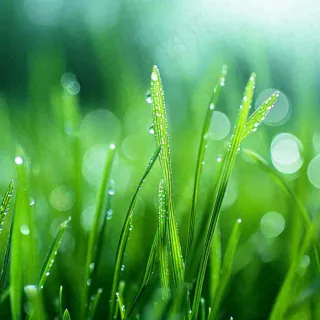 春天草地绿芽雨水露珠阳光，春分谷雨雨水白露摄影图