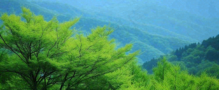 绿色树冠，绿色森林山脉，春天摄影图