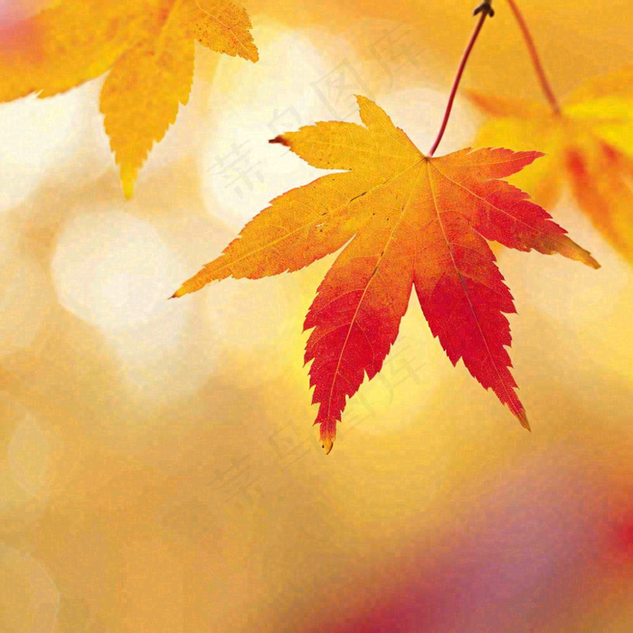 秋天秋意黄色落叶枫叶意境，秋分立秋摄影图