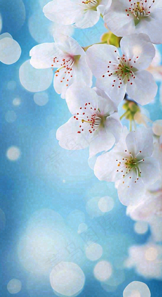 蓝色浪漫白色樱花花朵枝叶，立春惊蛰春分摄影图