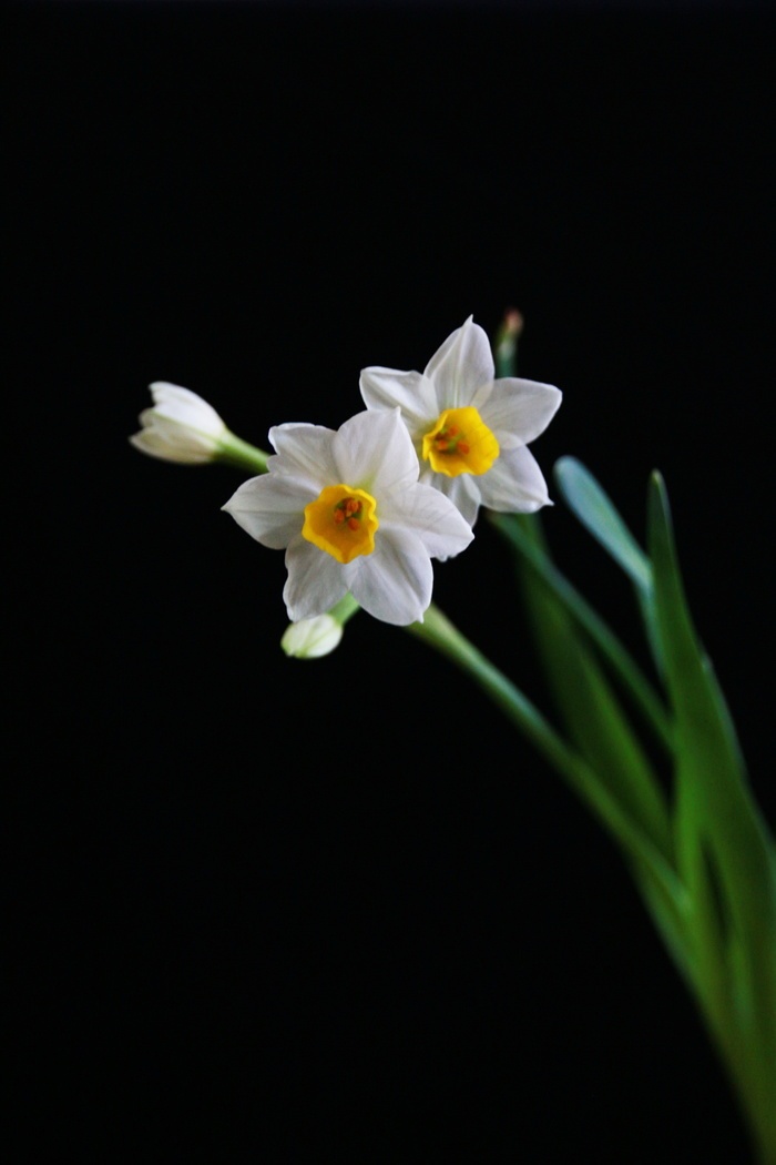 洁白的水仙花图片 菜鸟图库 洁白的水仙花图片 菜鸟图库
