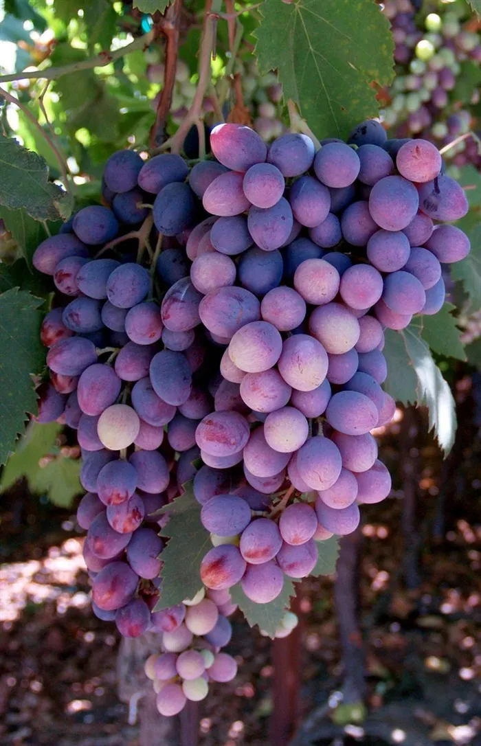 中部的紫色葡萄