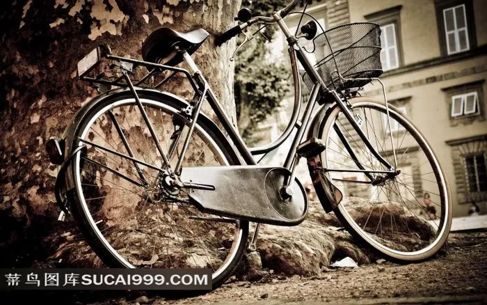老树下唯美的自行车