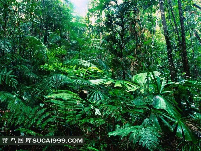 热带雨林茂密的植物