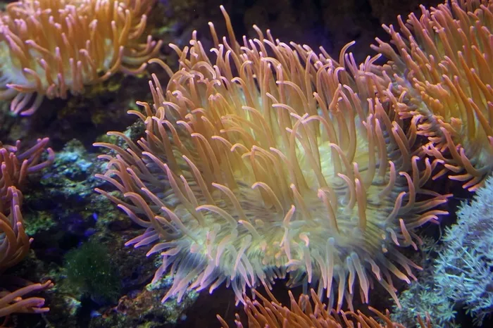 美丽海底珊瑚图片海洋动物