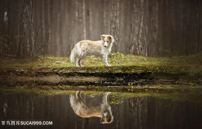 高清森林里凝望水中倒影的狗狗图片