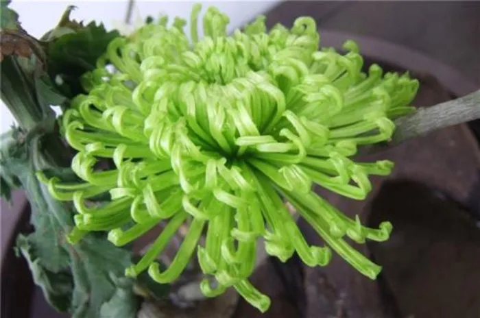 漂亮的绿色菊花