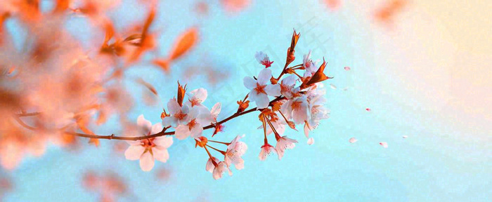 唯美粉色樱花花瓣春天浪漫梦幻蓝色，春分惊蛰摄影图