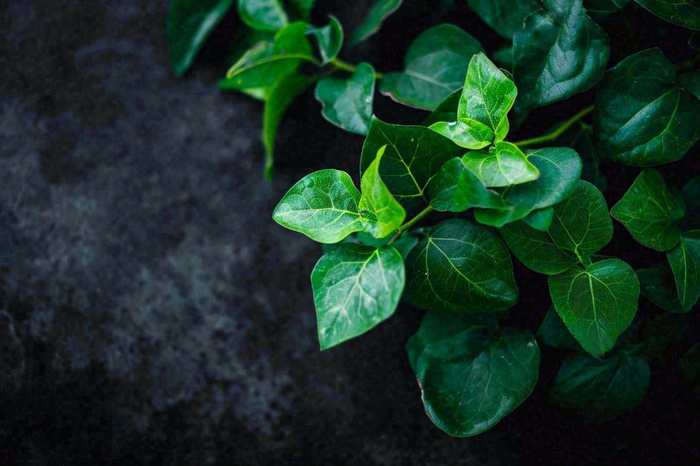 清新绿叶绿植植物叶子特写立夏夏至大暑春夏摄影图