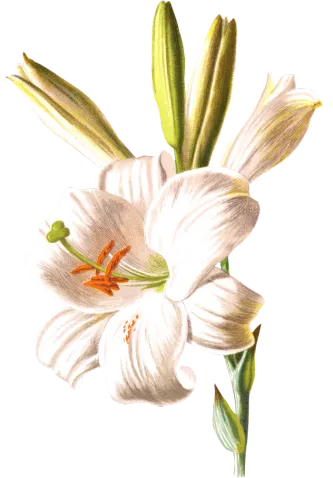 复古手绘植物花卉玫瑰花png免扣图案高清图片ps设计素材图