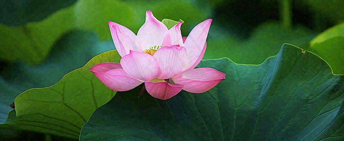 夏天荷塘盛开荷花荷叶绿色清新，夏至立夏大暑小暑处暑摄影图