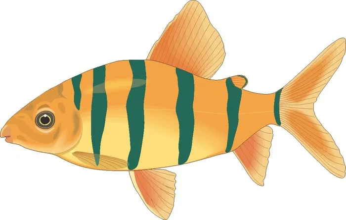 卡通动漫风动画动漫写实素描描摹动物海洋世界鱼16