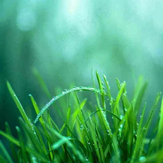 春天草地绿芽雨水露珠阳光，春分谷雨雨水白露摄影图