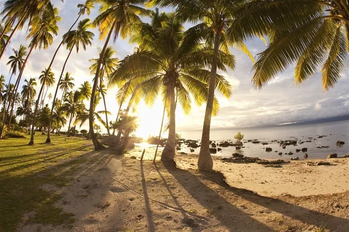 美丽椰树的海岛风景图片
