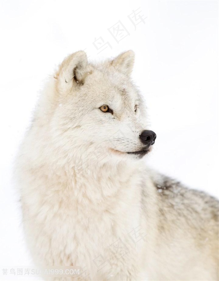 高清眼神坚定的白狼图片
