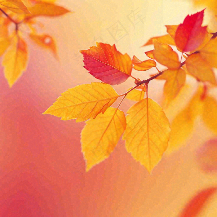 秋天秋意黄色落叶枫叶意境，秋分立秋摄影图