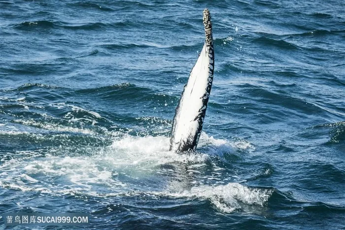 浮在水面的鲸鱼尾巴图片
