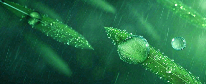 春天下雨天树叶草叶上的露珠水珠，谷雨雨水摄影图