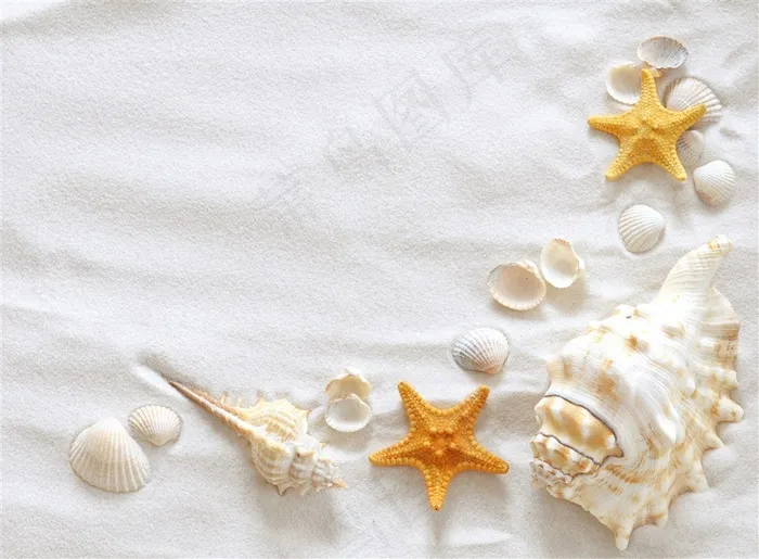 沙滩贝壳海星海螺风景画