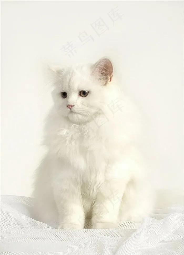 可爱的小白猫摄影图片