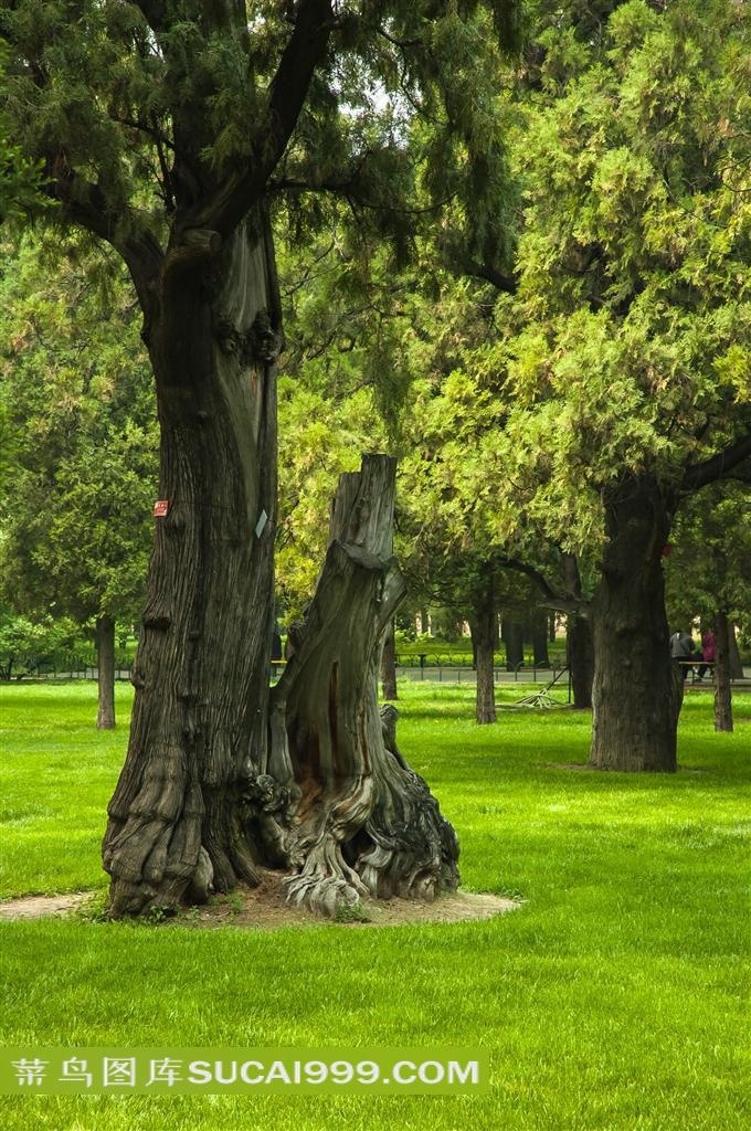 天坛公园古松柏园林景观 - 菜鸟图库