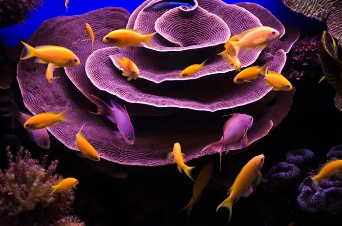 海底生物与游动的鱼群摄影高清图片鱼图片