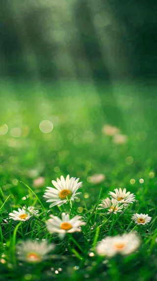 春天夏天草地绿叶小花阳光温馨，春分惊蛰谷雨摄影图