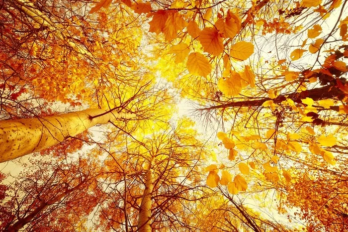 秋天的树林和金色的叶子高清风景图片