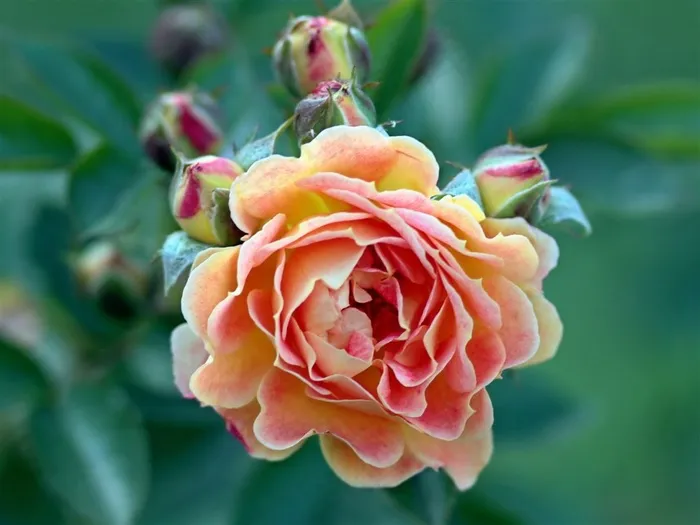 各种颜色的玫瑰花素材图片