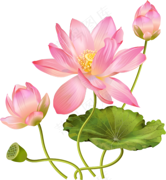 荷花素材 免抠 荷花 复古 中国风 莲花 荷叶