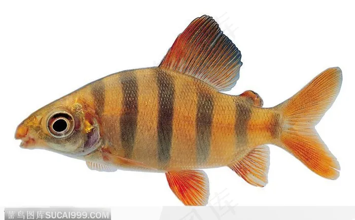 黄斑纹热带鱼标本