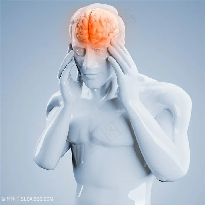 人体器官男性人脑图片