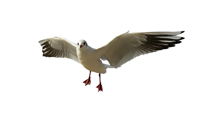 鸟海鸥动物飞翔飞鸟