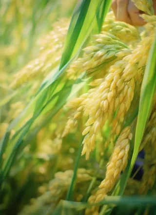 小麦麦穗稻穗摄影图素材背景