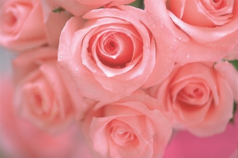 情人节玫瑰花瓣漂浮2000x2000dpi300psd模版下载