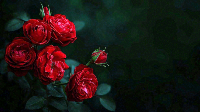 红玫瑰鲜花艳丽，花朵暗黑摄影图